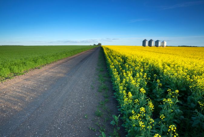 SASKATCHEWAN CANOLA FIELD SEPARATED BY A GRAVEL ROAD AS IT LEADS TO THE HORIZON WITH GRAIN BINS