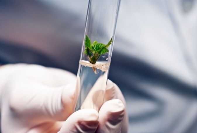 Image of hand holding test tube with clear liquid and a plant growing in it