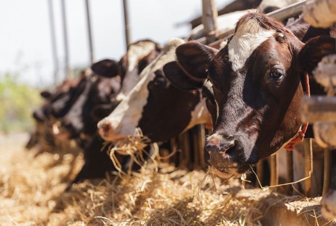 Photo of cows