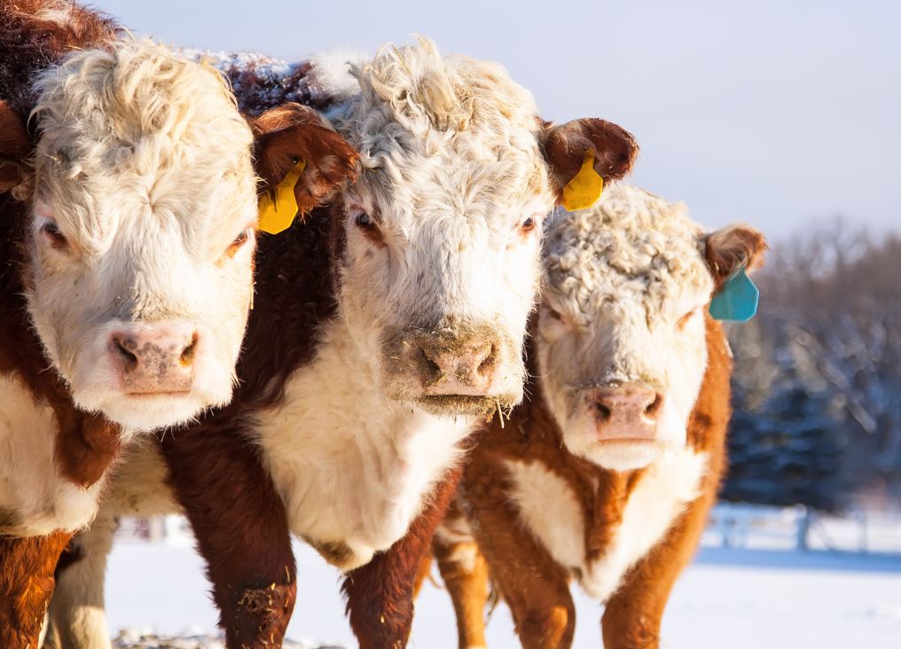 AGRIBITION 2022 - three horned hereford cattle in a snowy feild