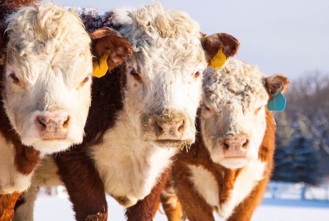 AGRIBITION 2022 - three horned hereford cattle in a snowy feild